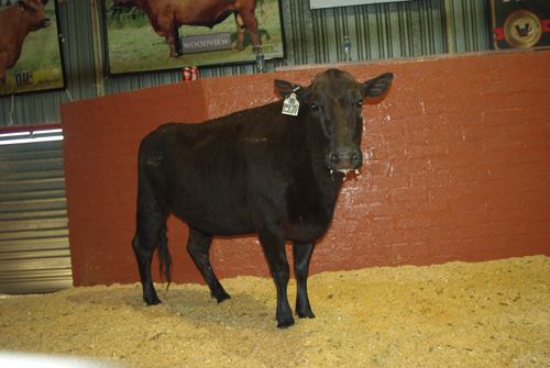 Woodview Bull Sale Results