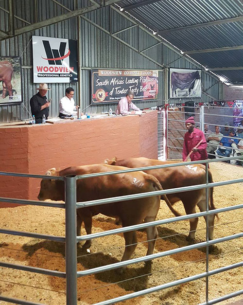 Woodview Wagyu Sale Results