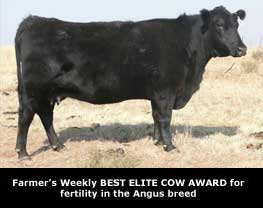 Angus Best Elite Cow