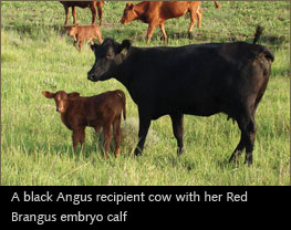 Black Angus Cow