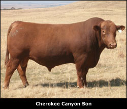 Woodview Red Angus