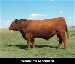 Woodview Red Angus