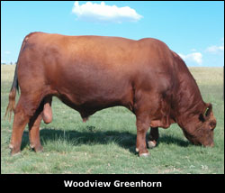 Woodview Red Angus