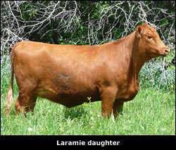 Woodview Red Angus