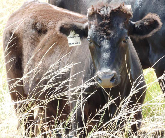 Woodview Wagyu