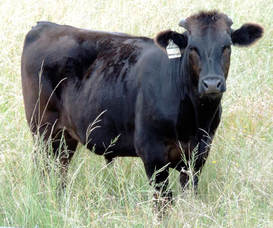 Woodview Wagyu