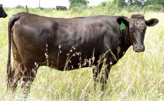 Woodview Wagyu