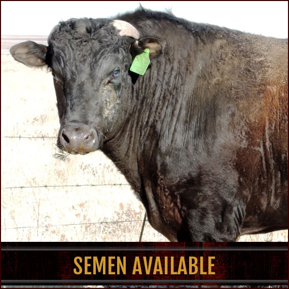 Woodview Semen Available